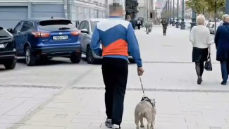 Бульдог Матильда отправится вместе со своим хозяином из Воронежа на СВО