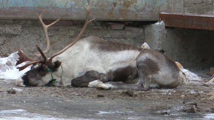 Сообщениями о смерти измученного оленя в Воронеже заинтересовалась полиция