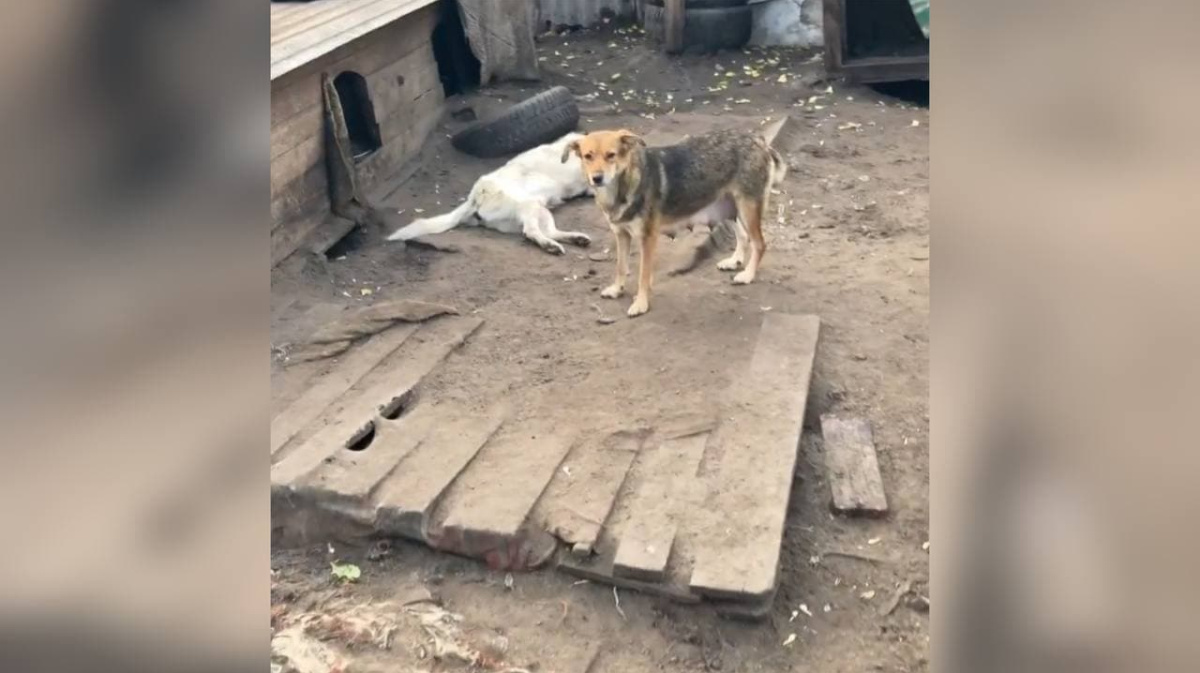 В воронежском скандальном приюте «Дора» зверски убили десятки собак –  Новости Воронежа и Воронежской области – Вести Воронеж