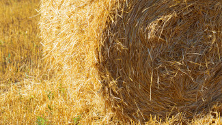 В воронежском селе огонь уничтожил 35 тонн сена