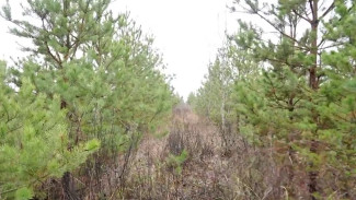 В Воронежской области перед Новым годом хвойные деревья начали проверять на радиацию