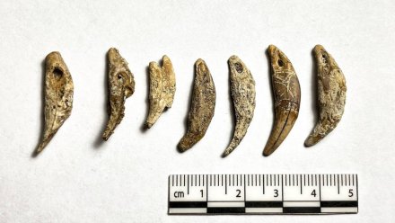 Редчайшие украшения из зубов песца нашли в Костёнках под Воронежем 