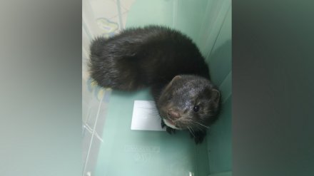 Воронежские зоозащитники спасли из капкана детёныша дикой норки
