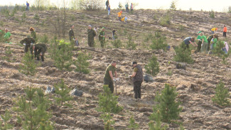 В Воронеже посадили 80 тыс. деревьев в память о погибших на Великой Отечественной войне