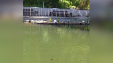 Воронежцы посчитали опасным для птиц и рыб озеро в Центральном парке