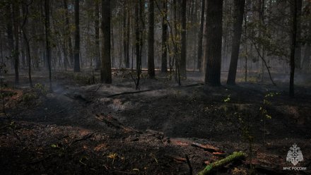 Пожар в Воронежском заповеднике локализовали
