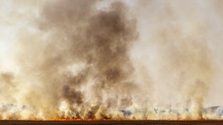 Число ландшафтных пожаров в Воронежской области выросло в 40 раз