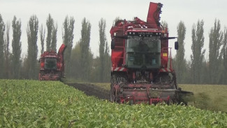 Золотой год. Воронежские аграрии высокого оценили урожай свёклы