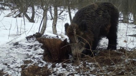 В Воронежской области нашли тушу незаконно убитого кабана