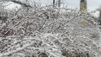 Погодный феномен Ла-Нинья принесёт в Воронежскую область снегопады и настоящую зиму