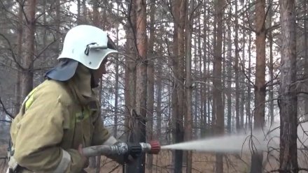Площадь ландшафтного пожара в Воронежской области выросла до 23 га