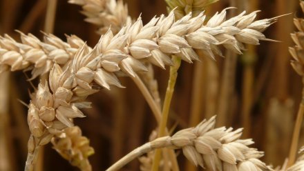В Воронежскую область попытались ввезти заражённую грибком пшеницу