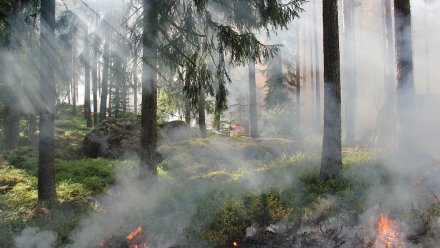 Во всех районах Воронежской области установился 3 класс пожарной опасности