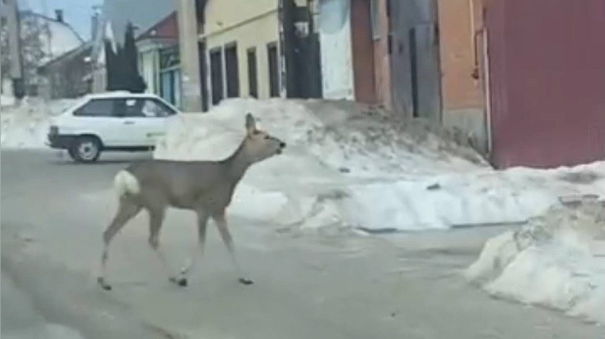 Косулю заметили на улице в Борисоглебске | 16.02.2024 | Воронеж - БезФормата