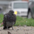 В Воронеже нашли кладбище голубей