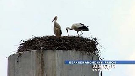 В Верхнемамонском районе сразу несколько сел радуются прилету аистов