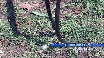 В Аннинском районе - нашествие гадюк