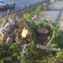 В Воронеже число упавших деревьев во время урагана выросло до 80