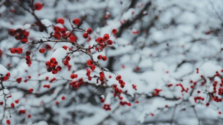 Жителям Воронежской области пообещали первый снег в конце недели