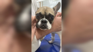 Ветврачи назвали предварительный диагноз пострадавшего в воронежской клинике щенка