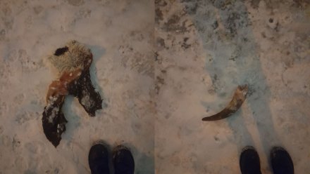 Воронежцы пожаловались на лежащие во дворе останки крупного рогатого скота