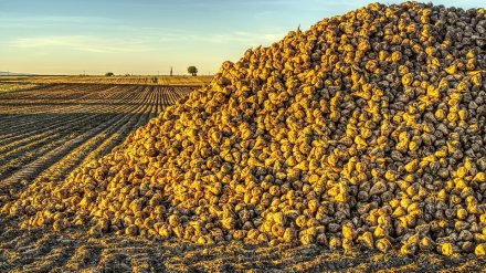 В «Продимексе» объяснили закрытие одного из старейших сахзаводов Воронежской области
