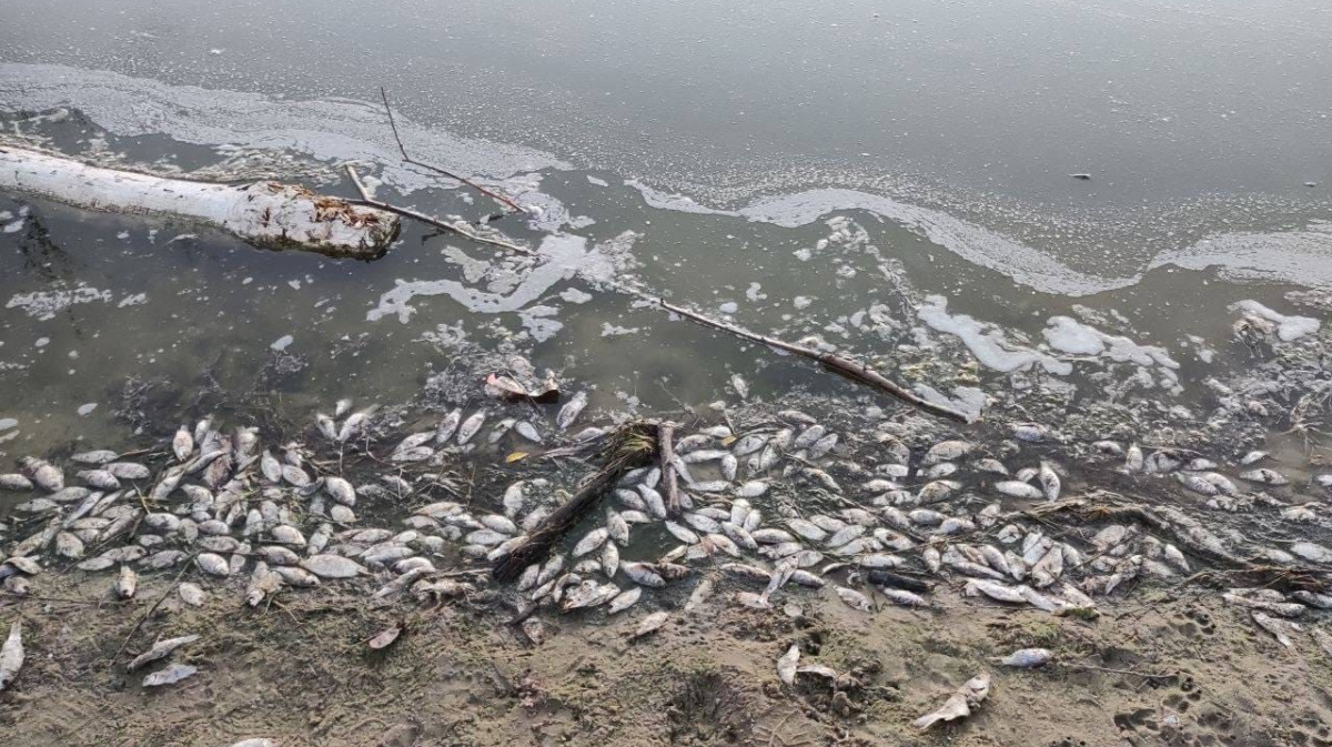 Воронежское водохранилище дохлая рыба. Рыбки с воронежского водохранилища. Рыба в воронежском водохранилище. Рыба которая водится в воронежском водохранилище. Рыба в волге.
