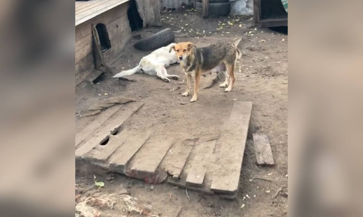 В воронежском скандальном приюте «Дора» зверски убили десятки собак –  Новости Воронежа и Воронежской области – Вести Воронеж