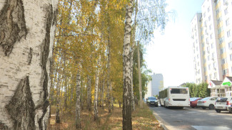 В Воронеже ради строительства новой дороги вырубят берёзовую аллею