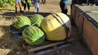 В Воронежский зоопарк передали гигантские арбузы и тыкву