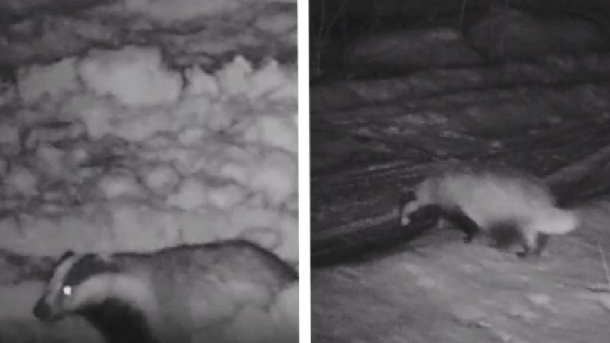 Воронежский заповедник поделился милым видео с проснувшимся барсуком