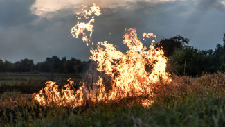 В восьми районах Воронежской области зафиксировали ландшафтные пожары