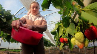 В Воронежской области начали собирать зимний сорт клубники