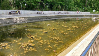 Водоросли вновь заполонили озеро в воронежском Центральном парке