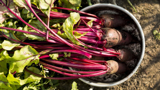 В «Продимекс» убрали 20% от посевной площади сахарной свёклы