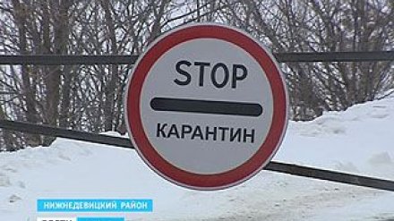 В Нижнедевицком районе зафиксирована новая вспышка африканской чумы свиней