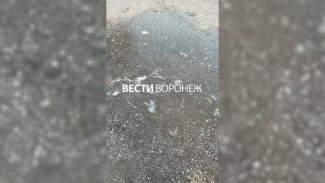 Воронежские дворы начали превращаться в катки