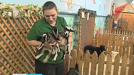 Счастливчик, Везунчик и Удача Воронежского зоопарка