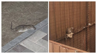 После нашествия крыс на ЖК в центре Воронежа проверят управляющую компанию