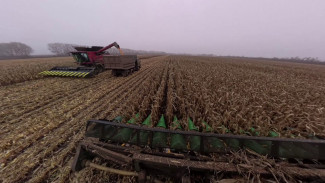 Высокая влажность и заморозки. С чем столкнулись воронежские хозяйства в борьбе за урожай