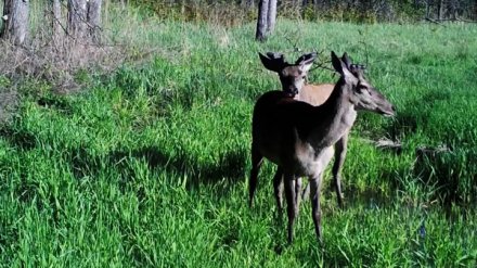 Сотрудники Воронежского заповедника поделились новыми кадрами из жизни оленей