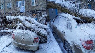 Воронежцы сообщили о 14 рухнувших во время сильного ветра и снега деревьях