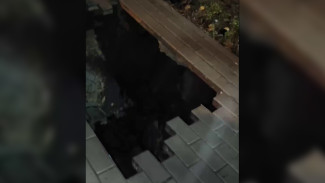 Тротуар обвалился на Левом берегу Воронежа