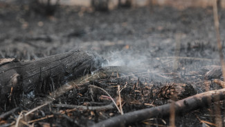 Спасатели локализовали крупный лесной пожар в воронежском райцентре