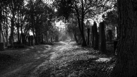 Воронежец изнасиловал женщину и спрятал её труп в лесу у кладбища