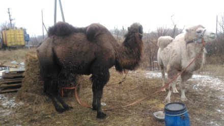 В Воронежской области срочно продают трёх цирковых верблюдиц