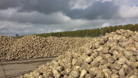 Предприятия «Продимекса» закончили сев озимой пшеницы в Воронежской области 