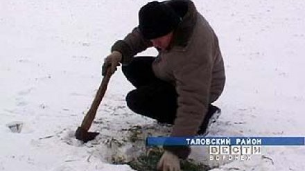 В Воронежской области сложилась критическая ситуация с посевами озимых