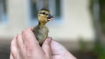 Воронежцы объединились и спасли семейство уток 