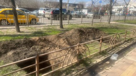 В Воронеже из-за строительства парковки у стоматологии уничтожат 14 лип